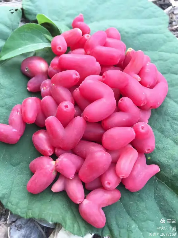 羊奶奶，一种藤类植物的浆果，因果子的形状类似于母羊的奶子所以得名“羊奶奶”，熟透的羊奶奶味道很像
